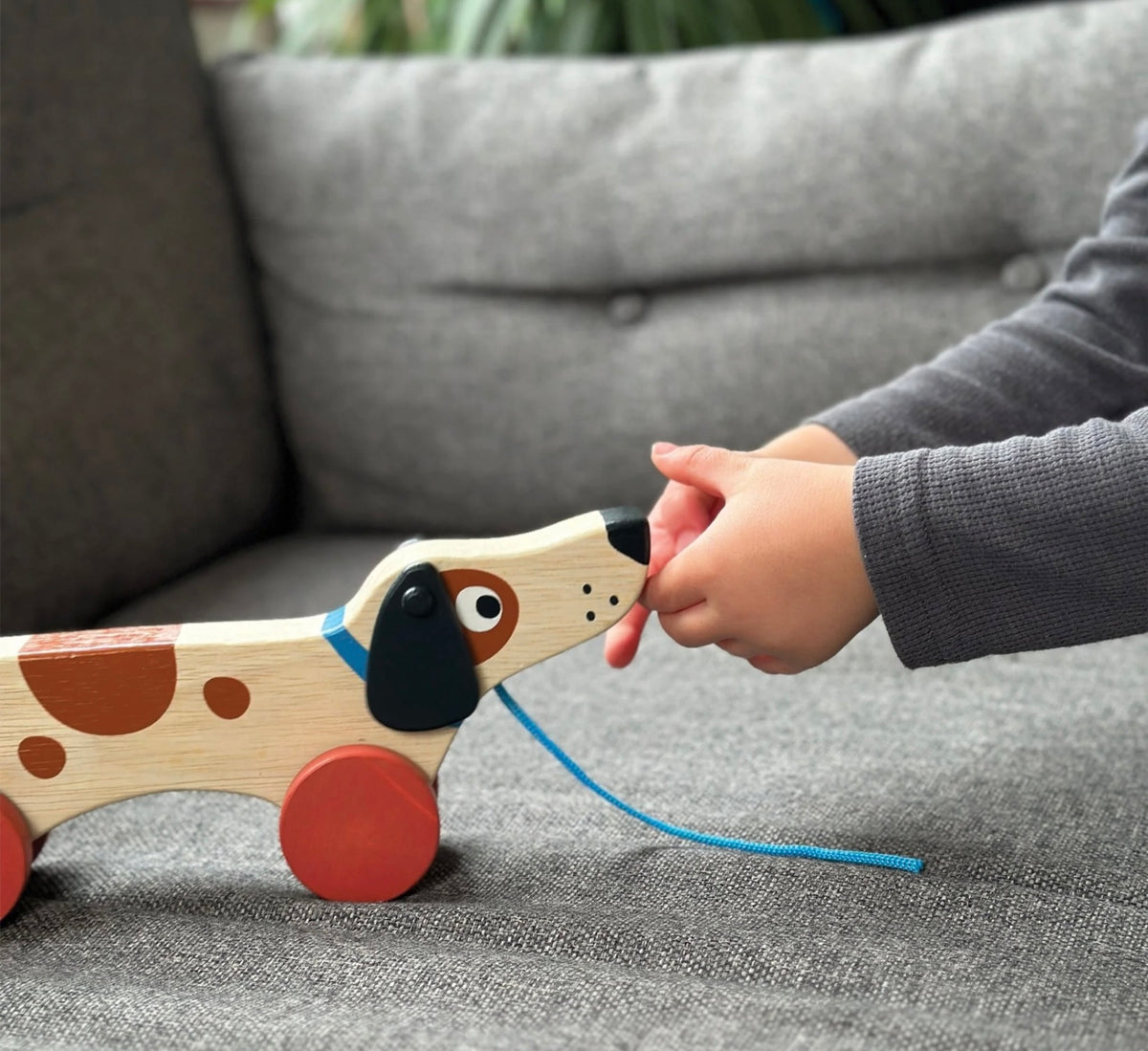 Mentari: Puppy on Wheels